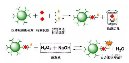 【兆恒機械】化學發光免疫分析技術-引領體外診斷行業